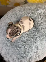 Skylar , a male Teddy Roosevelt Terrier for sale in Ripley, MS – 10 of 10