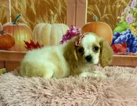 Molly, a female Cocker Spaniel for sale in Ripley, MS – 5 of 9