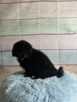Pepper, a male Maltipoo for sale in Ripley, MS – 4 of 10