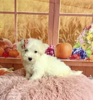 Cotton , a female Maltipoo for sale in Ripley, MS – 3 of 10