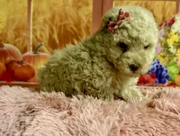 Chloe, a female Poodle - Toy  for sale in Ripley, MS – 2 of 6