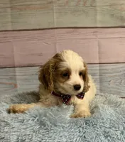 Ben, a male Cockapoo for sale in Ripley, MS – 3 of 5