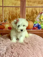 Cotton , a female Maltipoo for sale in Ripley, MS – 6 of 10