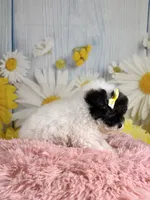 Fancy, a female Poodle - Toy  and Poodle - Miniature  for sale in Ripley, MS – 8 of 9