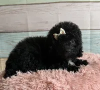 Star, a female Poodle - Toy  for sale in Ripley, MS – 4 of 4