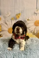 Charles, a male Cocker Spaniel for sale in Ripley, MS – 8 of 10