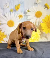 Rolo, a male Chihuahua and Miniature Dachshund for sale in Ripley, MS – 2 of 7