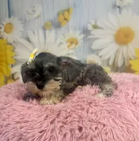 Bonnie, a female Miniature Schnauzer for sale in Ripley, MS – 2 of 10