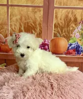 Cotton , a female Maltipoo for sale in Ripley, MS – 4 of 10