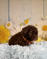 Winston, a male Poodle - Toy  and Poodle - Miniature  for sale in Ripley, MS – 7 of 8