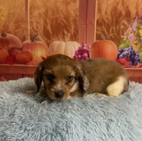 Ash, a male Miniature Dachshund for sale in Ripley, MS – 1 of 10