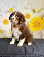 Hunter, a male Miniature Australian Shepherd for sale in Ripley, MS – 6 of 8