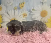 Bonnie, a female Miniature Schnauzer for sale in Ripley, MS – 6 of 10