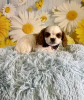 Cavapoo, a male Cavapoo for sale in Ripley, MS – 8 of 10