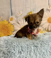    Chip, a male Chihuahua for sale in Ripley, MS – 5 of 8