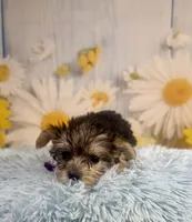 Pac-Man, a male Yorkshire Terrier for sale in Ripley, MS – 7 of 10