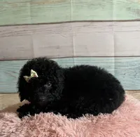 Star, a female Poodle - Toy  for sale in Ripley, MS – 3 of 4