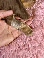 Mocha, a female Miniature Dachshund for sale in Ripley, MS – 7 of 8