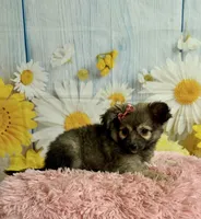     Juniper, a female Chihuahua for sale in Ripley, MS – 4 of 10