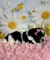 Raya, a female Shihpoo for sale in Ripley, MS – 10 of 10