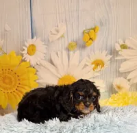 Bentley , a male Cavapoo for sale in Ripley, MS – 7 of 7