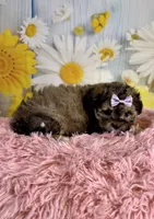 Izzy, a female Shihpoo for sale in Ripley, MS – 3 of 4