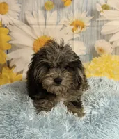 Jack, a male Cavapoo for sale in Ripley, MS – 3 of 6