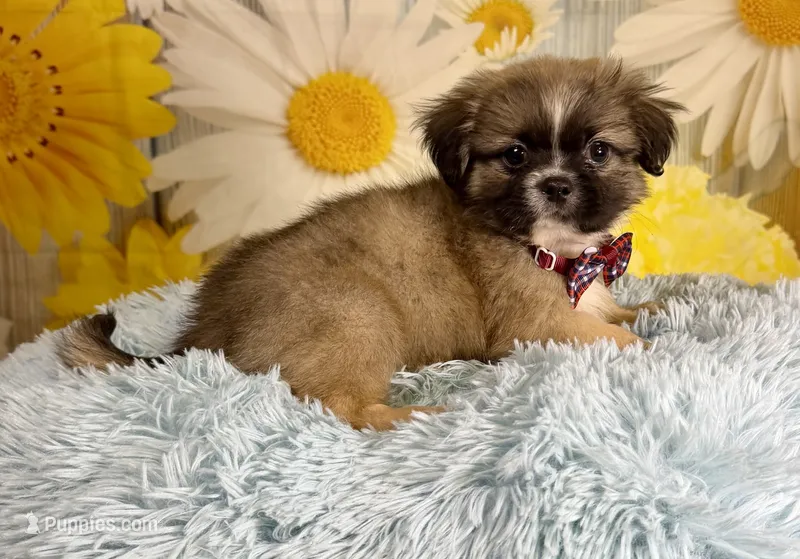 Kobe – Pekingese, Shih Tzu puppy for sale in Ripley, MS