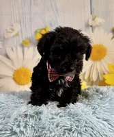 Tony, a male Miniature Schnauzer for sale in Ripley, MS – 4 of 9