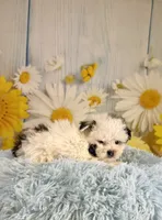 Charles, a male Shihpoo for sale in Ripley, MS – 2 of 8