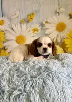 Cavapoo, a male Cavapoo for sale in Ripley, MS – 5 of 10
