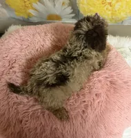Rain, a female Poodle - Toy  for sale in Ripley, MS – 9 of 9
