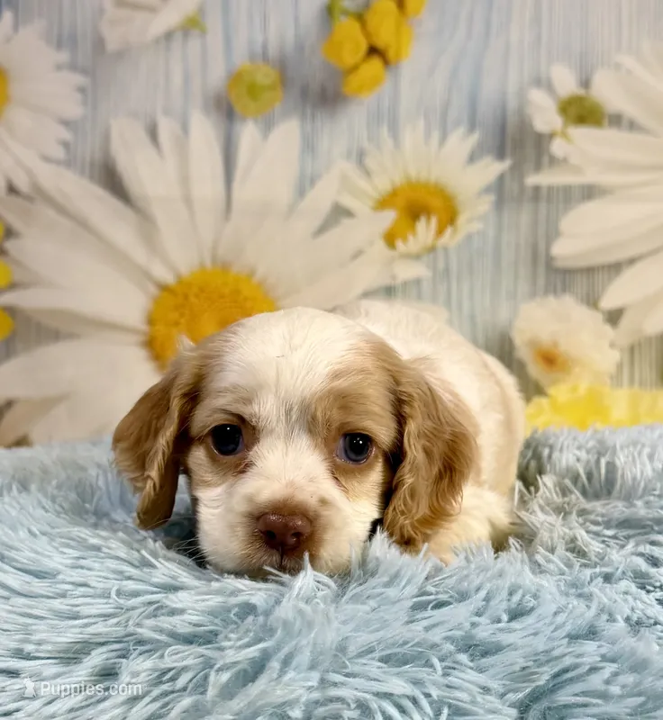Nash – Cocker Spaniel puppy for sale in Ripley, MS