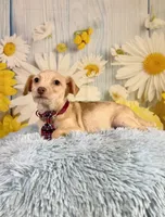 Henry , a male Yorkshire Terrier and Poodle - Toy  for sale in Ripley, MS – 5 of 7