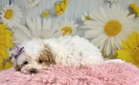 Winnie, a female Miniature Goldendoodle for sale in Ripley, MS – 3 of 10