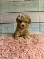 Callie, a female Poodle - Toy  for sale in Ripley, MS – 5 of 7
