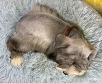Terry, a male Miniature Schnauzer for sale in Ripley, MS – 9 of 9
