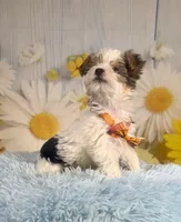 Jasper, a male Yorkshire Terrier for sale in Ripley, MS – 3 of 10