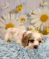 Nash, a male Cocker Spaniel for sale in Ripley, MS – 2 of 5