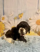 Charles, a male Cocker Spaniel for sale in Ripley, MS – 3 of 10