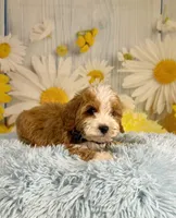 Otis, a male Miniature Goldendoodle for sale in Ripley, MS – 2 of 10