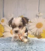 Jasper, a male Yorkshire Terrier for sale in Ripley, MS – 10 of 10