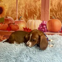 Ray, a male Miniature Dachshund for sale in Ripley, MS – 3 of 8