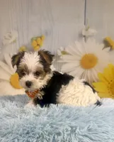 Jasper, a male Yorkshire Terrier for sale in Ripley, MS – 2 of 10