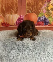 Bear, a male Miniature Dachshund for sale in Ripley, MS – 8 of 8