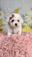Pearl, a female Poodle - Toy  and Poodle - Miniature  for sale in Ripley, MS – 3 of 9