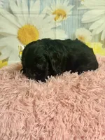 Aurora, a female Cocker Spaniel for sale in Ripley, MS – 5 of 7