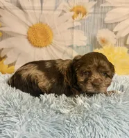 Bojangles , a male Cocker Spaniel for sale in Ripley, MS – 9 of 10