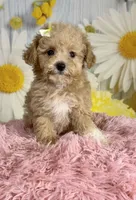 Honey , a female Poodle - Toy  for sale in Ripley, MS – 4 of 10