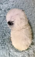Theo, a male Poodle - Toy  and Poodle - Miniature  for sale in Ripley, MS – 8 of 8